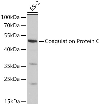 Coagulation Protein C Rabbit pAb
