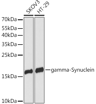 gamma-Synuclein Rabbit pAb