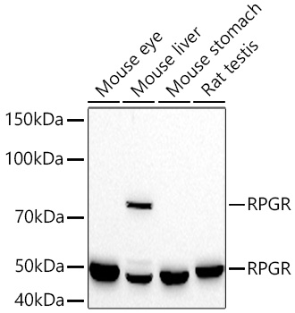  RPGR Rabbit mAb 