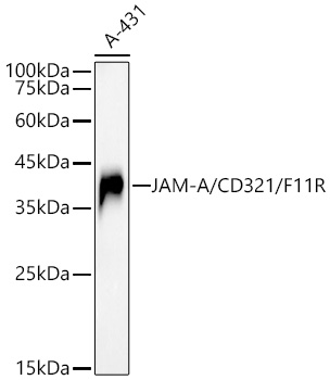  JAM-A/CD321/F11R Rabbit mAb 