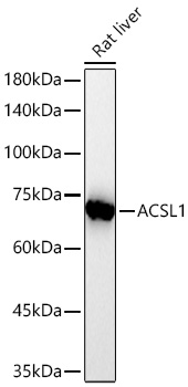  ACSL1 Rabbit mAb 