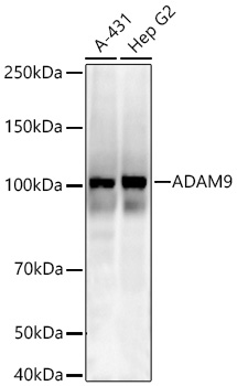  ADAM9 Rabbit mAb 