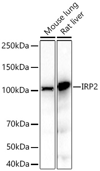  IRP2 Rabbit mAb 