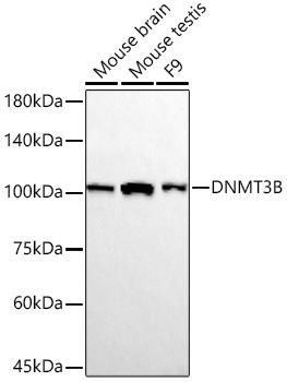  DNMT3B Rabbit mAb 