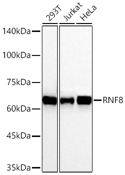  RNF8 Rabbit mAb 