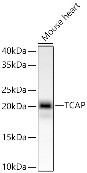  TCAP Rabbit mAb 