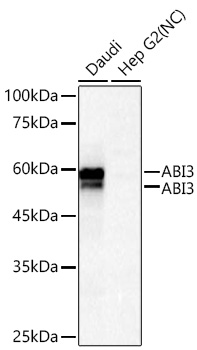  ABI3 Rabbit mAb 