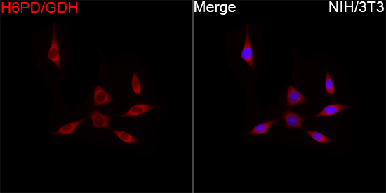  H6PD/GDH Rabbit mAb 