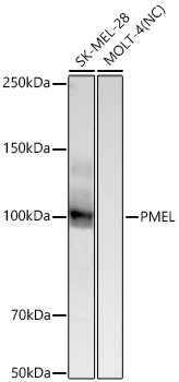  PMEL Rabbit mAb 