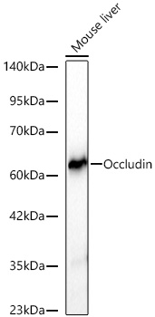  Occludin Rabbit mAb 