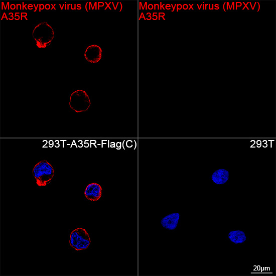  Monkeypox virus (MPXV)  A35R Rabbit mAb 