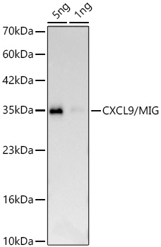  CXCL9/MIG Rabbit mAb 