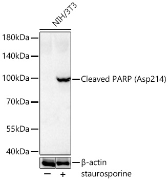  Cleaved PARP (Asp214) Rabbit mAb 