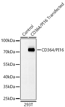  CD364/PI16 Rabbit mAb 