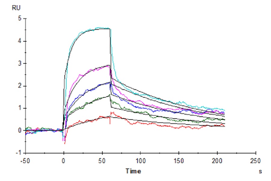 Human WT-1 (HLA-A*02:01) Protein (LTP10793)